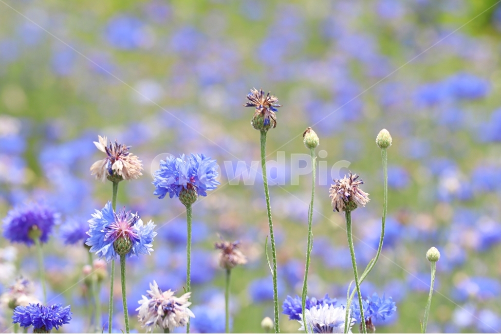 수레국화,보라색,여름,아침,꽃,식물,자연,plants,nature,꽃,flower