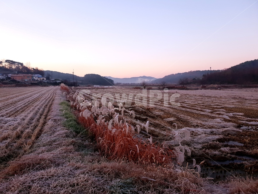 서리,아침,억새,논,여명,가을,계절,fall,autumn,season,시골,마을,풍경,landscape,country,rural,town,ground,바닥,nature,자연,outdoors,옥외,soil,흙