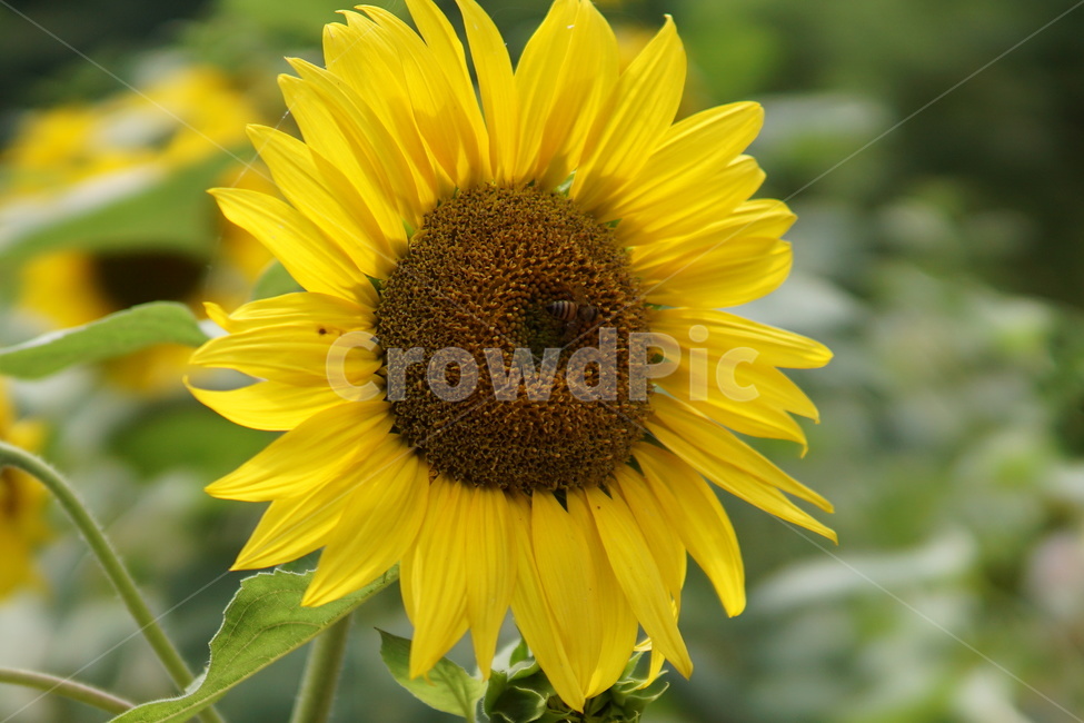 해바라기,태백해바라기,여름꽃,해바라기축제,해바라기한송이,식물,자연,plants,nature,꽃,flower
