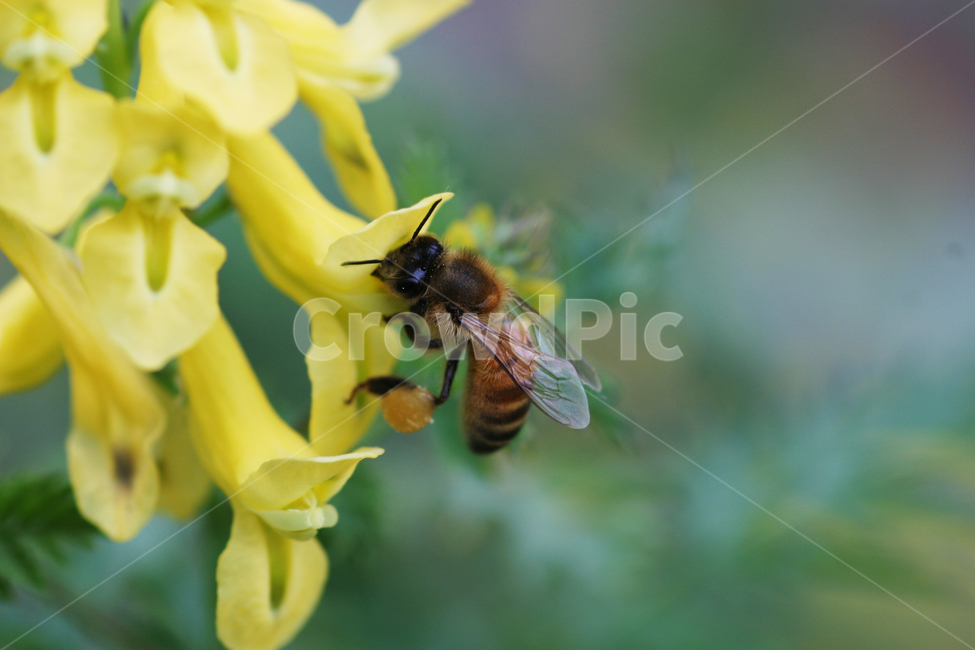 산괴불주머니,꽃,꽃사진,꿀벌,노란꽃,동물,animal,곤충,벌레,insect,bug