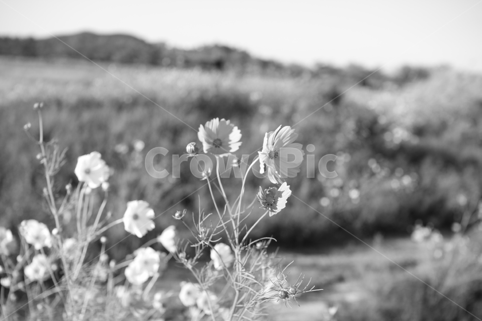 꽃,가을,코스모스,자연,식물,folwer,nature,식물,자연,plants,nature,꽃,flower,흑백,모노톤,monochrome,black and white