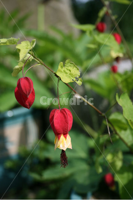 브라질아브틸론,식물,flower,plants,nature,꽃,꽃봉오리,식물,자연,plants,nature,꽃,flower