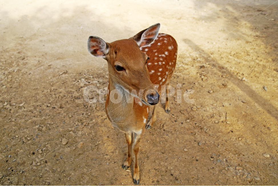 꽃사슴,사슴,동물,반점,월미공원,대륙사슴,매화사슴,포유동물,동물,animal,포유류,mammal