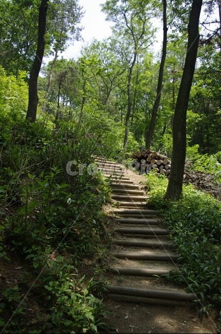 길,숲,초록,나무,잎,식물,plant,계절,봄,spring,자연,풍경,nature,landscape,outdoors,옥외,garden,정원,arbour,정자