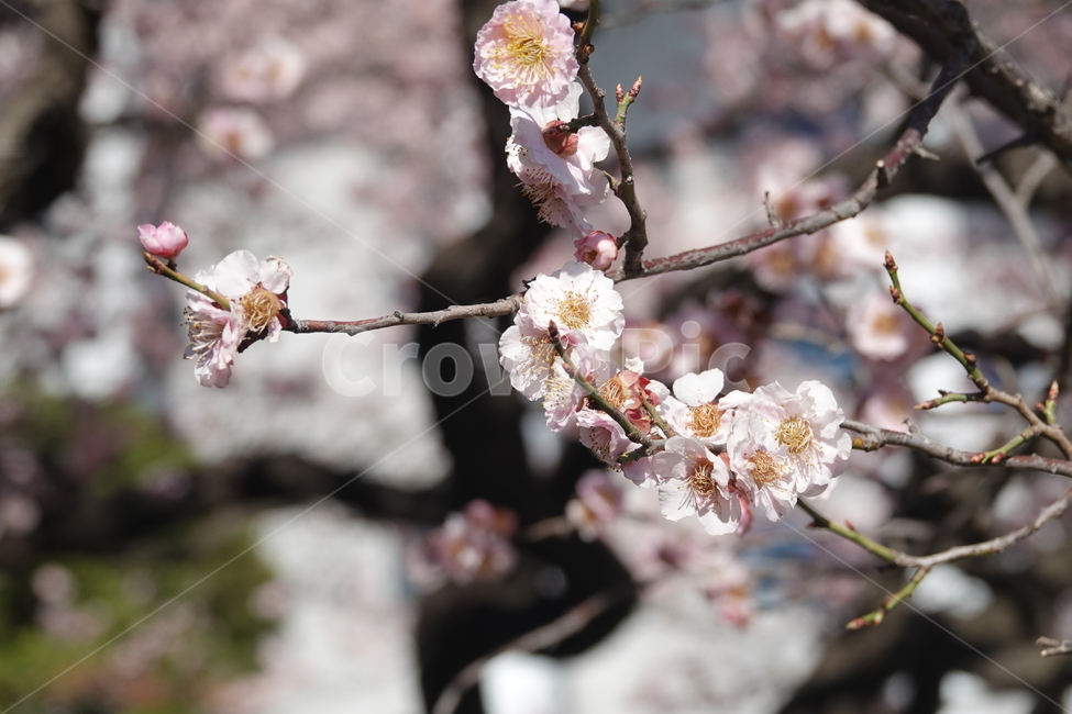 식물,꽃,벚꽃,봄,plkant,blossom,flower,cherryblossom,봄,계절,spring,season,식물,자연,plants,nature,꽃,flower