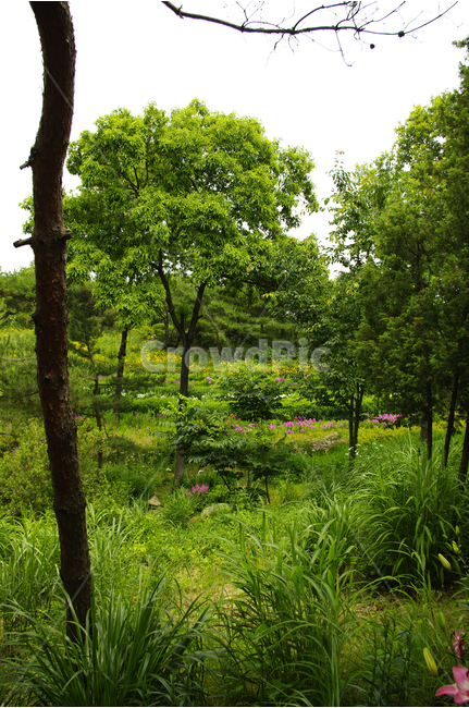 식물,color,nature,자연,숲,나무,힐링,자연,풍경,nature,landscape,outdoors,옥외,grassland,목초지,field,들,tree,plant