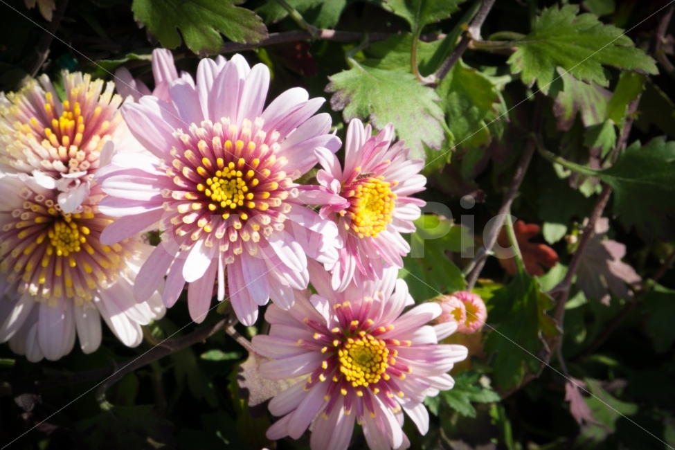가을,국화,꽃,식물,울산,태화강공원,국화축제,식물,자연,plants,nature,꽃,flower
