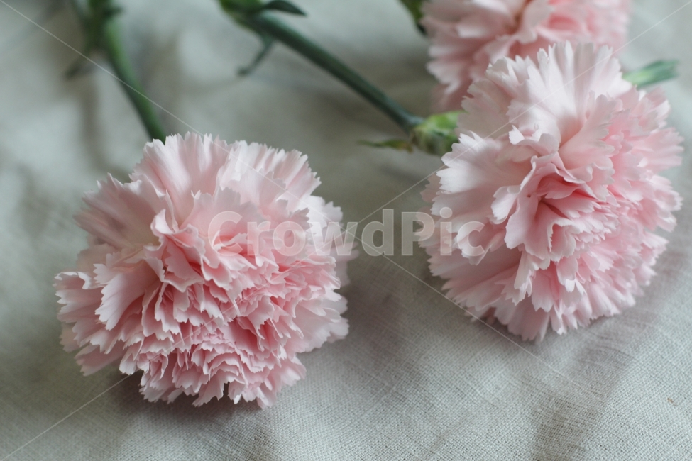카네이션,꽃,꽃사진,플라워,flowers,꽃,flower,기념일,축하,anniversary,congratulation,celebrate,celebration