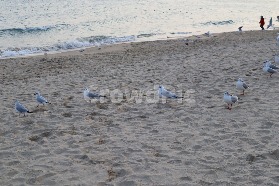 bird,새,animal,동물,nature,자연,sea,바다,water,물,ocean,대양,outdoors,옥외,shoreline,해안선,seagull,갈매기,해변,beach,부산,해운대