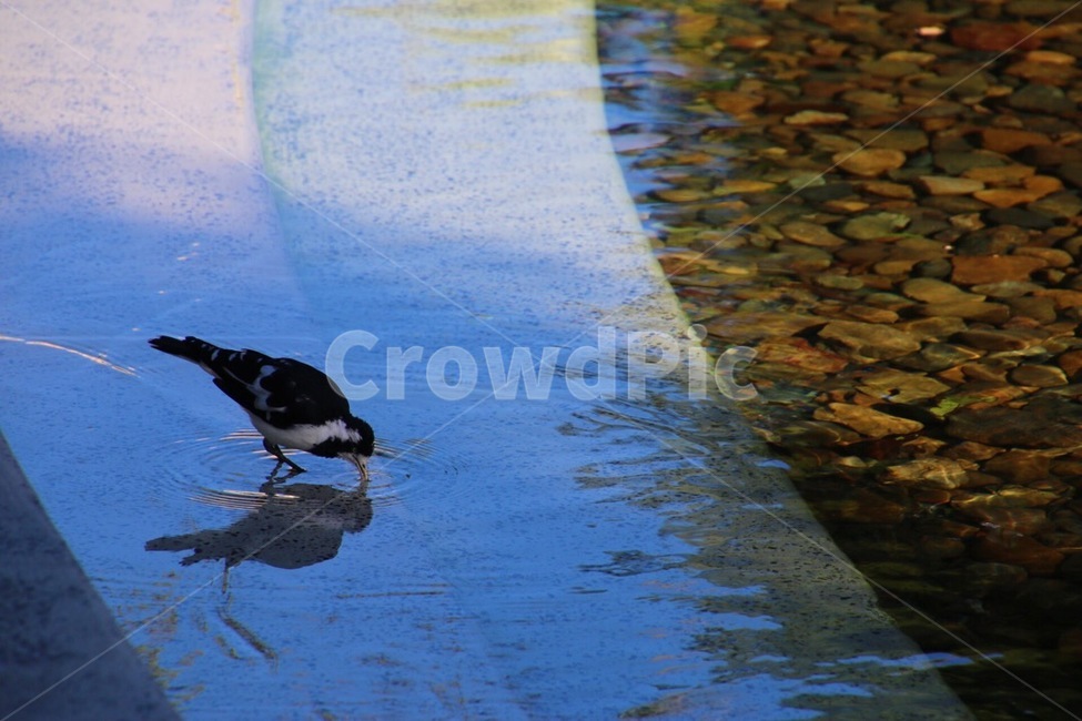 새,동물,야생동물,공원,참새,물,bird,animal,water,동물,animal,조류,새,birds