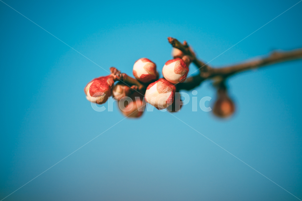 plant,식물,꽃,나무,매화,봄,식물,자연,plants,nature,꽃,flower
