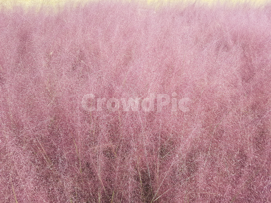 rug,깔개,핑크뮬리,뮬리,가을,분홍,아름다움,꽃,꽃밭,핑크,분홍핑크,가을,계절,fall,autumn,season,식물,자연,plants,nature