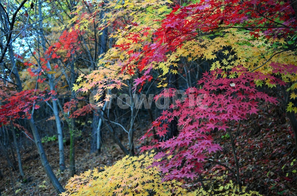 단풍나무,단풍나뭇과,가을,가을단풍,산,자연,autumn,가을,계절,fall,autumn,season,leaf,잎,plant,식물,tree,나무,maple,단풍