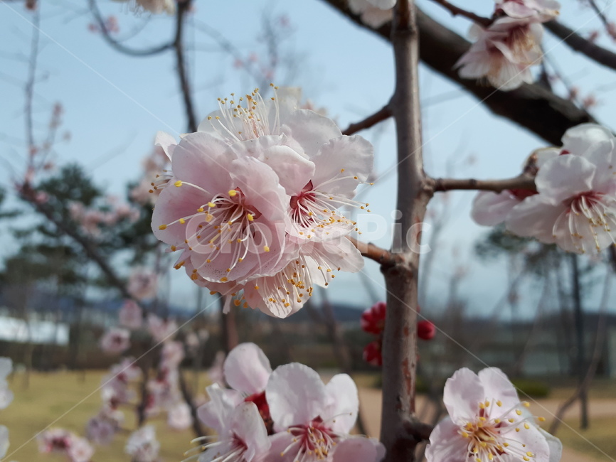 꽃,봄,벚꽃,분홍색,자연,spring,nature