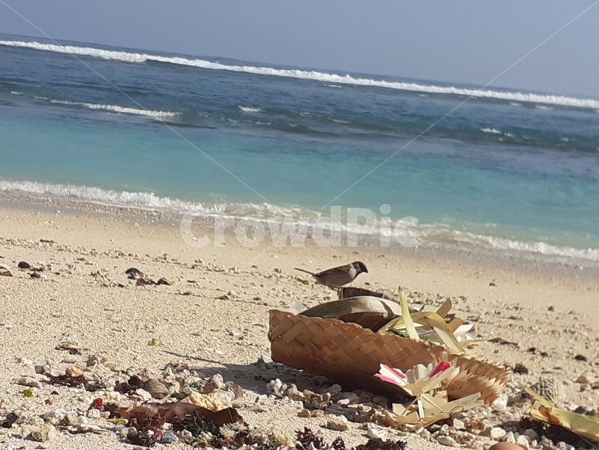 bird,beach,참새,참새모이,바다