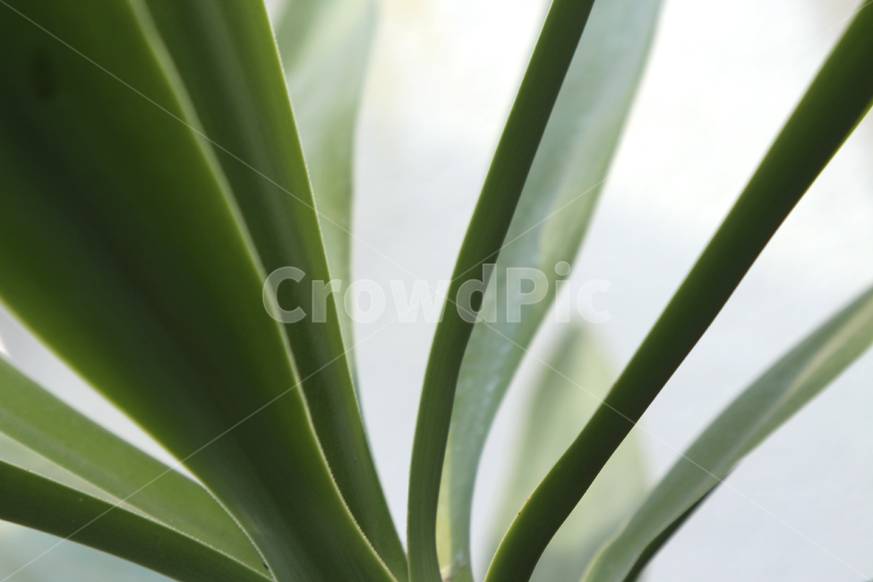 plant,식물,선,잎,잎사귀,연두,연두색,초록색,초록,green,line,leaf,greenleaf,greenline,leafline,lineleaf