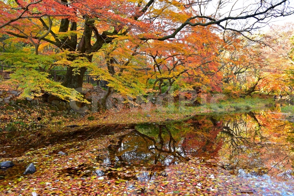 선운산,선운사,도솔천,가을,풍경,단풍,자연,탐방,파란하늘,가을색,오색,울긋불긋,알록달록,그림같은,칼라풀,뷰티플,아름다운,힐링,감성,정취,산세,명산,100대명산,nature,산,등산,트레킹,풍경사진,비경,경치,가을사진,가을색채,가을의정취,맑음,청명,사진,가을,계절,fall,autumn,season,자연,풍경,nature,landscape,한국자연풍경,한국자연경관,korea nature landscape,tree,나무,plant,식물