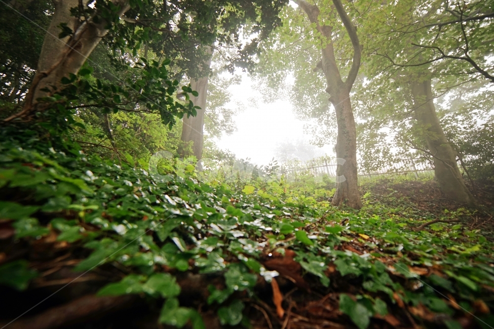 풍경,landscape,나무,wood,숲,forest,햇살,sunshine,자연,생동감,fresh,nature,계절,season,울릉도,감성,자연,풍경,nature,landscape,휴식,힐링,rest,relaxation,healing,plant,식물,vegetation,초목,tree,flare,플레어,light,빛