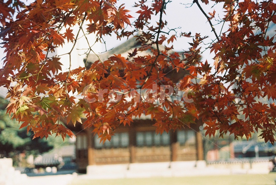 가을,단풍,덕수궁,가을감성,단풍나무,가을,계절,fall,autumn,season,한국전통,한국문화,korean traditional,korean culture,plant,식물,leaf,잎,tree,나무,maple
