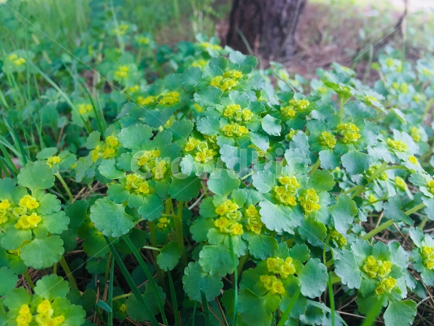 풀,꽃,식물,풀잎,녹색,봄,싱그러움,식물,자연,plants,nature