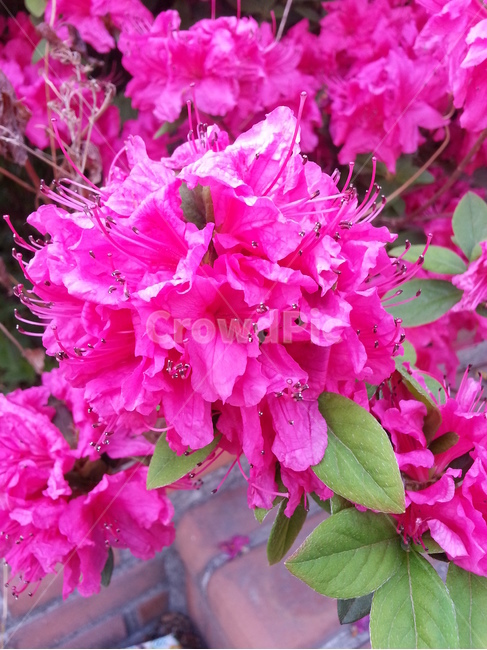 식물,flower,꽃,blossom,철쭉,봄꽃,만개한꽃