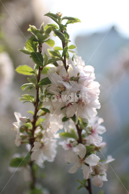봄,꽃,벚꽃,들꽃,산책로,계절,봄,계절,spring,season,식물,자연,plants,nature,꽃,flower,plant,blossom