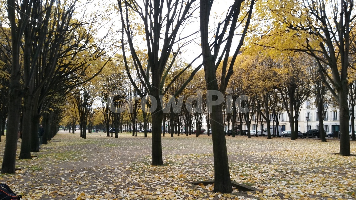 tree,나무,은행나무,은행,가을,감성,가로수,plant,식물,나무줄기,treetrunk,나뭇잎,은행잎,가을,계절,fall,autumn,season,식물,자연,plants,nature,나무,trees,wood