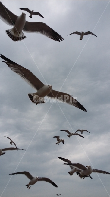 갈매기,비행,바다,하늘,배경,자연,구름,노을,동물,animal,조류,새,birds