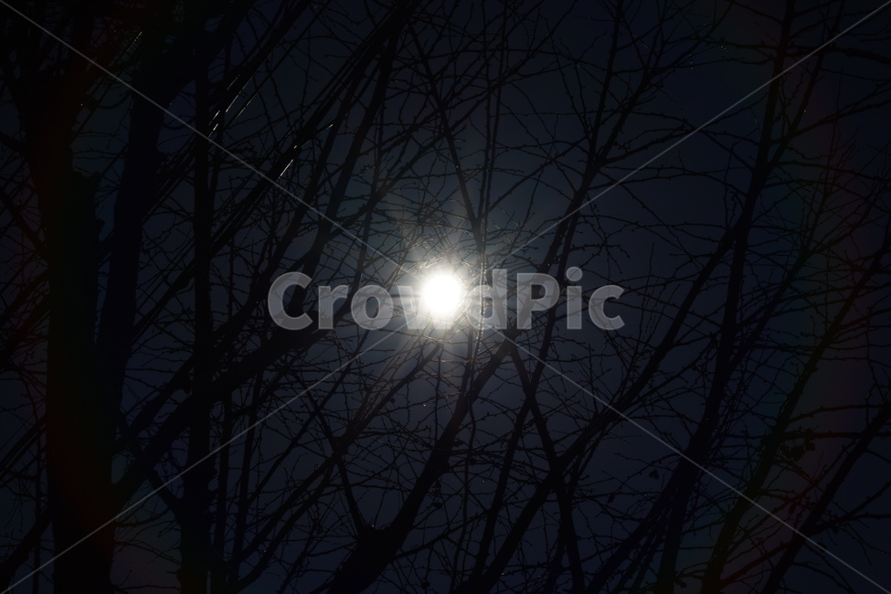 역광,나무,태양,겨울,winter,tree,sun,backlight,야경,밤,풍경,nightscape,night,landscape,nature,자연,outdoors,옥외,outer space,대기권 밖,astronomy,천문학,universe,우주