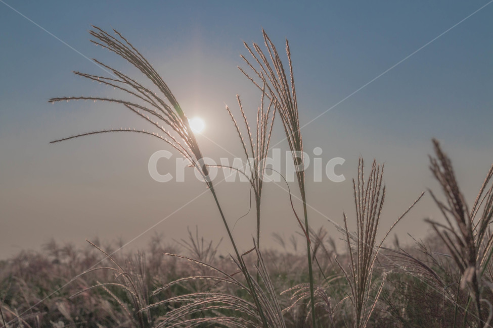 가을,갈대,노을,하늘,가을하늘,공원,가을,계절,fall,autumn,season,식물,자연,plants,nature,grass,잔디,plant,lawn,reed