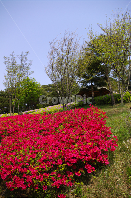 철쭉,식물,flower,plants,nature,꽃,꽃밭,color,식물,자연,plants,nature,꽃,flower