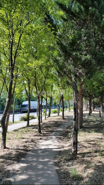 산책길,공원길,숲길,오솔길,도심속산책로,맑은아침,따사로운햇살,나무사이로비치는햇살,맑은날씨,상쾌한산책길,집근처산책길,싱그러운나무,초록색나무,봄길,여유,녹음,여유로운산책,한가로운오후