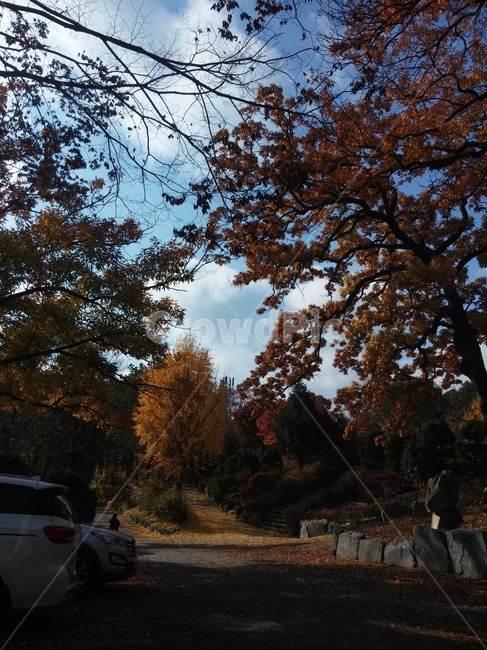 가을,단풍,나무,산,자연