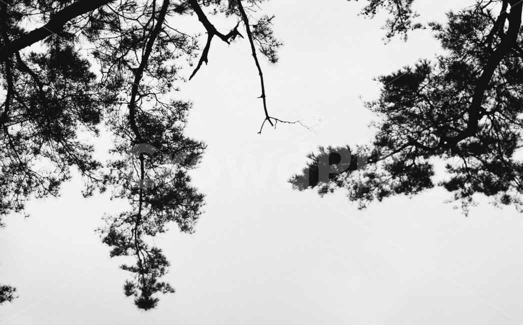 흑백,필름,감성,여행,그림,자연,풍경,nature,landscape,흑백,모노톤,monochrome,black and white,tree,나무,plant,식물,silhouette,실루엣