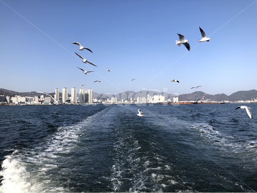 animal,동물,bird,새,갈매기,commongull,바다,nature