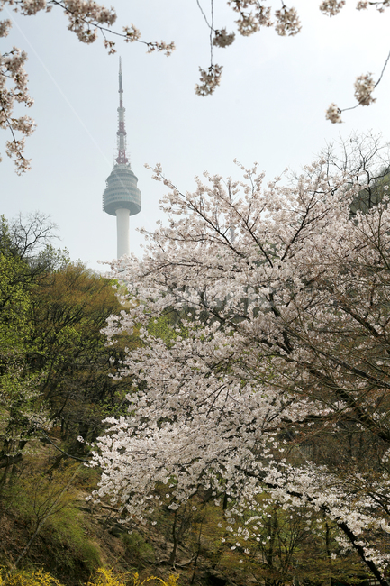 벚꽃,봄,꽃,남산,자연,나무,산,spring,봄,계절,spring,season,랜드마크,landmark,tourist attraction,한국랜드마크,한국관광지,한국명소,korea landmark,korea tourist attraction,plant,식물,flower,blossom