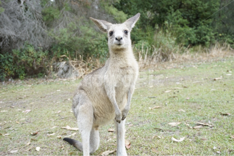 야생,호주,자연,캥거루,동물,wild,australia,nautre,animal,kangaroo,동물,animal,포유류,mammal