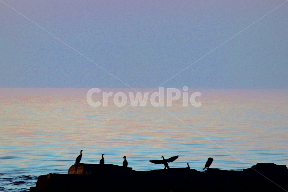하늘,바다,가마우지,쓸쓸함,바위,황혼,동물,animal,조류,새,birds,실루엣,그림자,silhouette,shadow