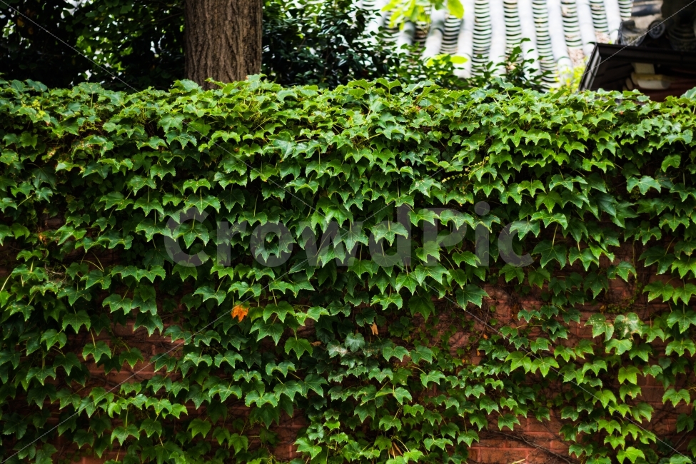 풍경,벽,담쟁이,초록,거리,식물,자연,plants,nature