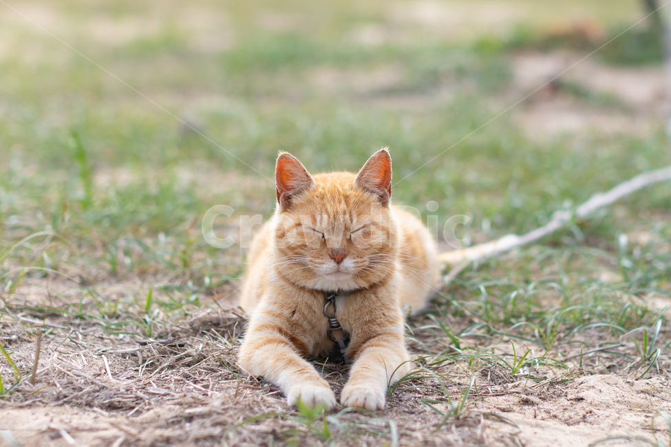 고양이,길고양이,자고있는,눈감은,눈감은고양이,웅크린,노란고양이,동물,animal,포유류,mammal,고양이,cat,kitten,kitty