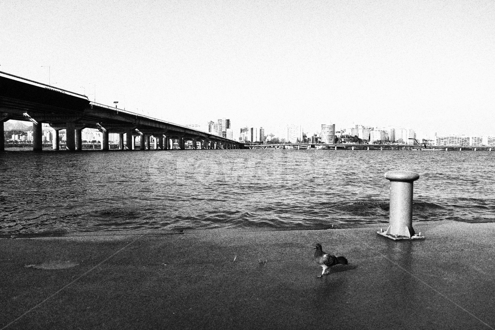 강,한강,비둘기,다리,새,자연,풍경,nature,landscape,흑백,모노톤,monochrome,black and white,water,물,waterfront,워터 프론트,pier,교각,port,포트