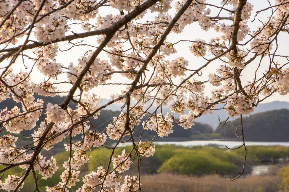 plant,식물,flower,꽃,blossom,cherryblossom,벚꽃,대청호,자연,풍경,봄,계절,spring,season,cherry blossom