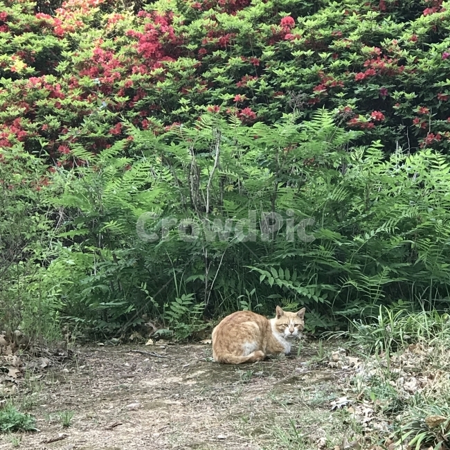 길고양이,길냥이,고양이,야옹이,냥이,산책,노랑고양이,여유,수플,들풀,식물,동울,Cat,Animal,동물,animal,포유류,mammal,고양이,cat,kitten,kitty