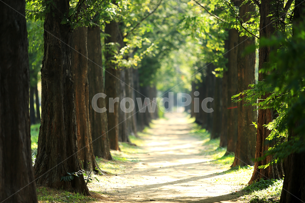 길,메타세콰이어,숲길,road,tree,forest,자연,풍경,nature,landscape,식물,plants,나무,trees,wood,plant,tree trunk,나무 줄기