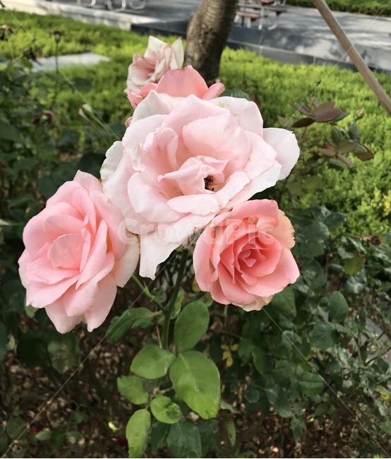 flower,플라워,꽃,장미,장미꽃,식물,자연,plants,nature,꽃,flower