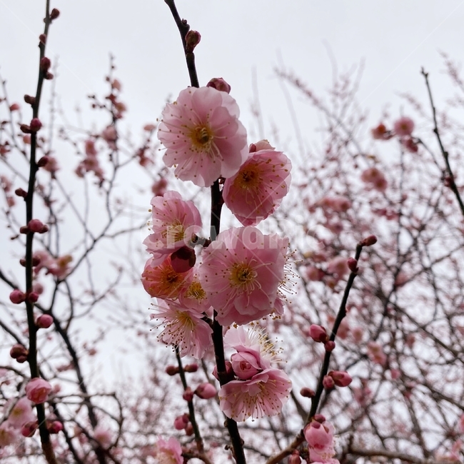 꽃,식물,blossom,plant,매화,매화꽃,매실나무,홍매화,매화축제,핑크,분홍색,플라워,flower,봄,spring,꽃나무