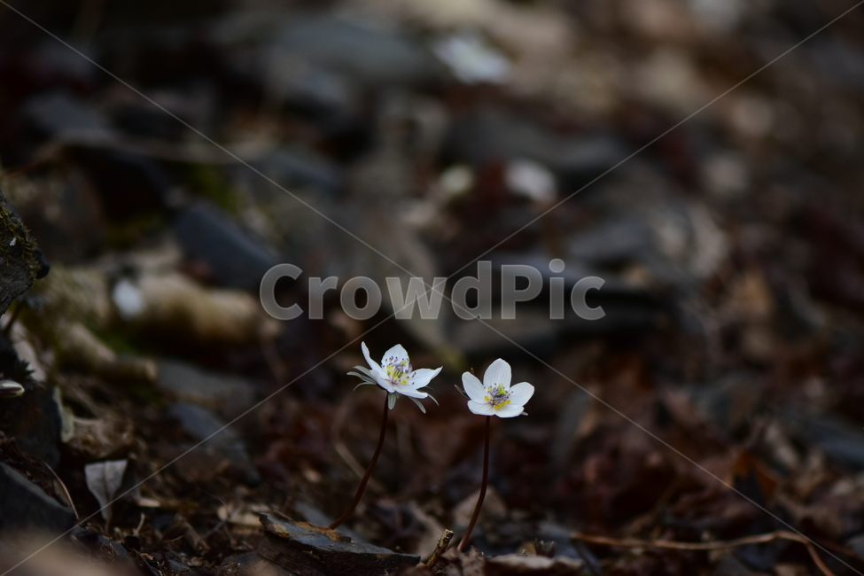 변산바람꽃,야생화,봄,꽃,흰색,자연,식물,식생,봄의전령사,풀꽃,미나리아재비과,plants,nature,spring,season,flower,식물,자연,plants,nature,꽃,flower
