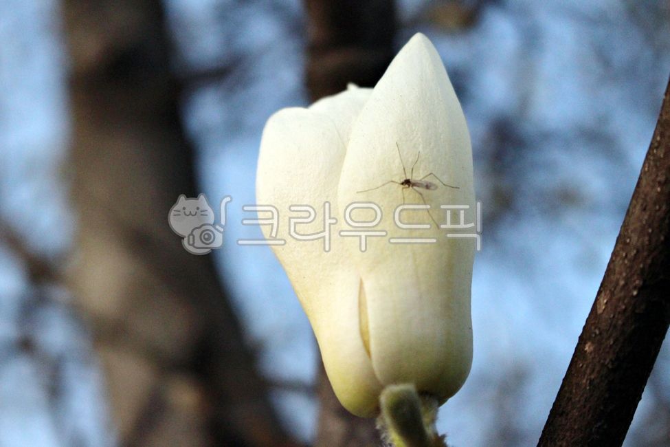 white flower,nature,magnolia flower,flower,spring,spring flowers,magnolia,plants,plant,season,Emotion