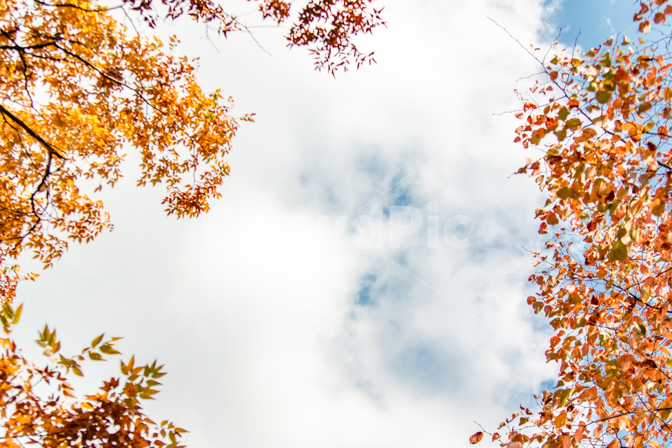 가을,fall,autumn,단풍,leaf,leaves,하늘,sky,식물,야외,outdoor,공원,park,자연,nature,휴식,takeabreak,takearest,plant,tree,나무,background,배경,가을,계절,fall,autumn,season,자연,풍경,nature,landscape,잎,maple