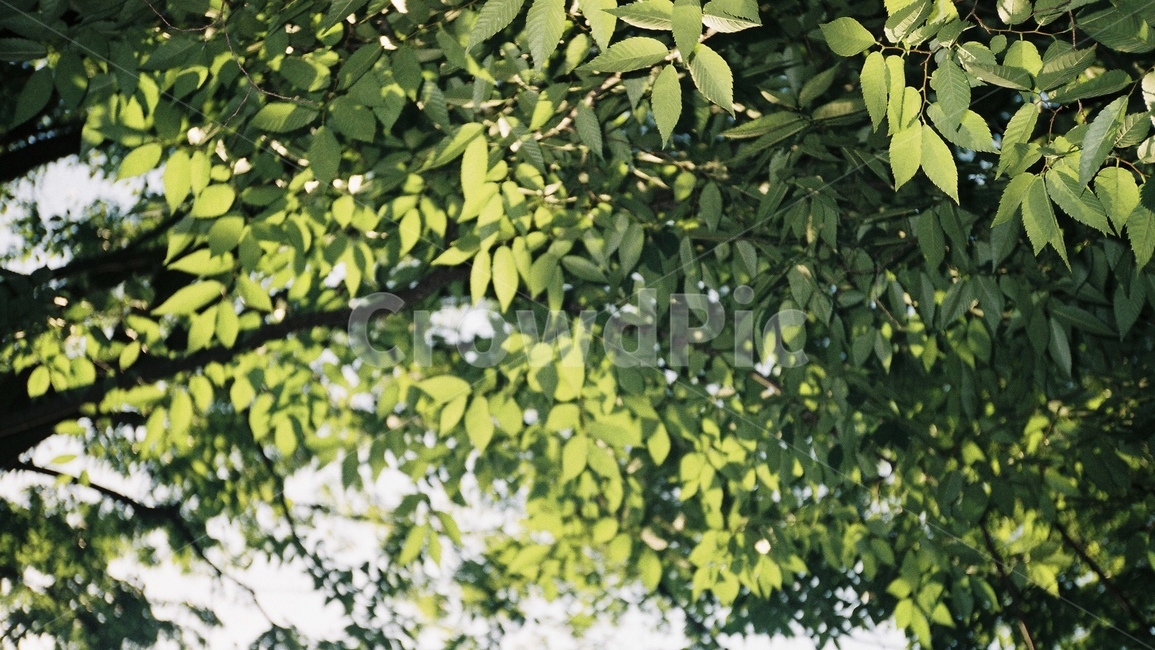 plant,식물,나무,잎,자연,잎사귀,tree,leaf,초록,파릇